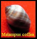 Melampus (Melampus) coffea coffea, Linné 1758